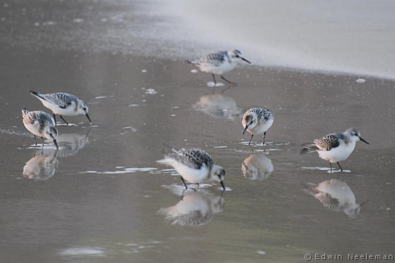 ENE-20080905-0053.jpg - [nl] Drieteenstrandlopers ( Calidris alba  ) | Sandbanks Provincial Park, Burgeo, Newfoundland, Canada[en] Sanderling ( Calidris alba  ) | Sandbanks Provincial Park, Burgeo, Newfoundland, Canada